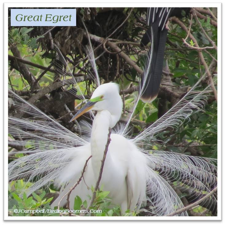 Egret display